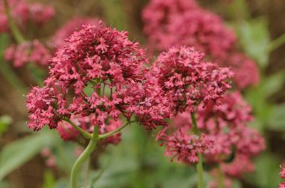 Centranthus ruber